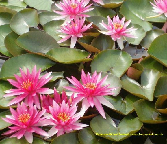 Nymphaea 'Franz Berthold' - Franz Berthold 2001