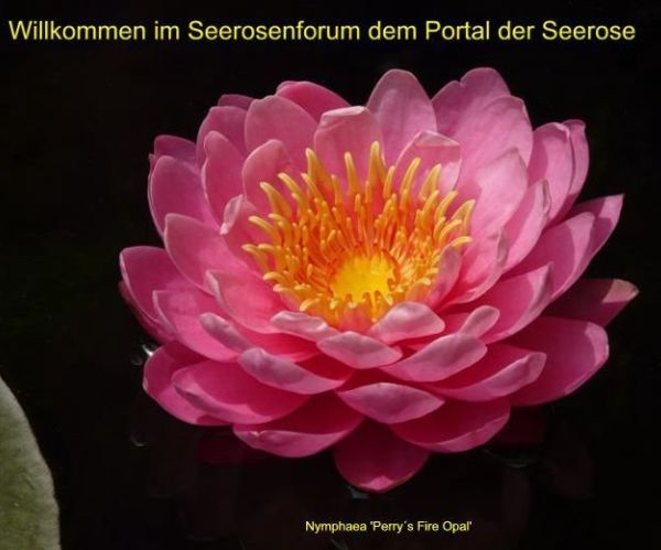 Winterharte Seerosensorten