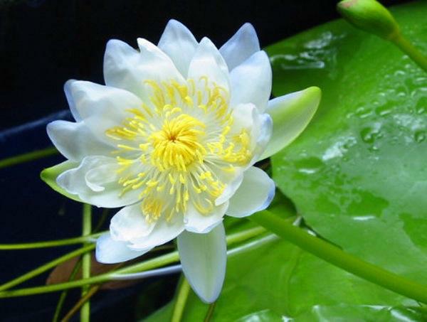 Nymphaea gigantea 'Hudsoniana'