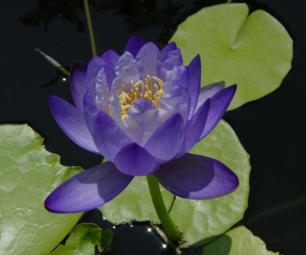 Nymphaea gigantea var. purpurea