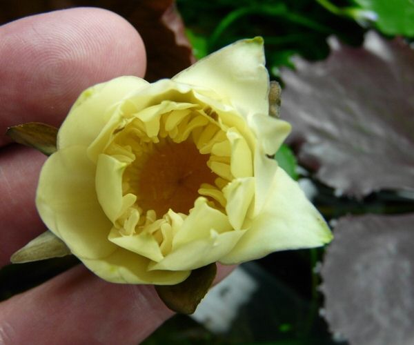 Nymphaea rudgenana