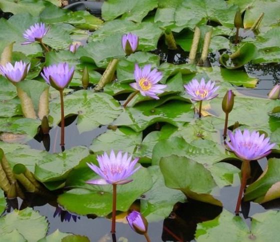 Nymphaea 'Panama'