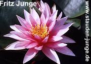 Nymphaea 'Fritz Junge'