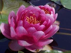 Nymphaea 'Fireball'