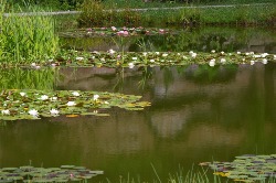 Teich Stuttgart Killesberg