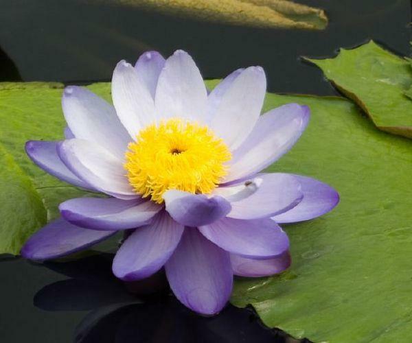 Nymphaea macrosperma