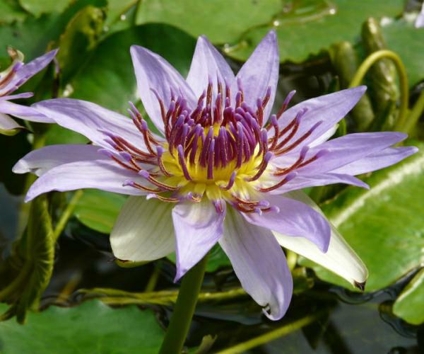 Nymphaea colorata