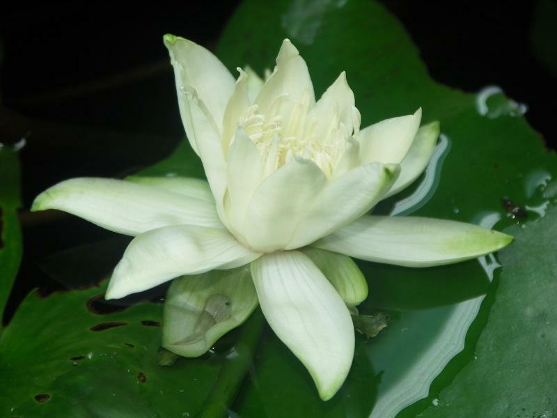 Nymphaea lotus L. var. dentata Schum. et Thonn