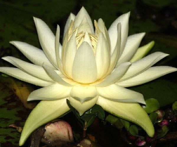 Nymphaea prolifera