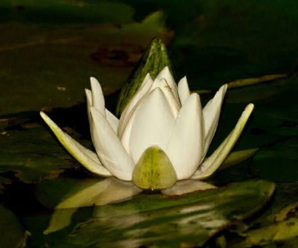 Nymphaea amazonum