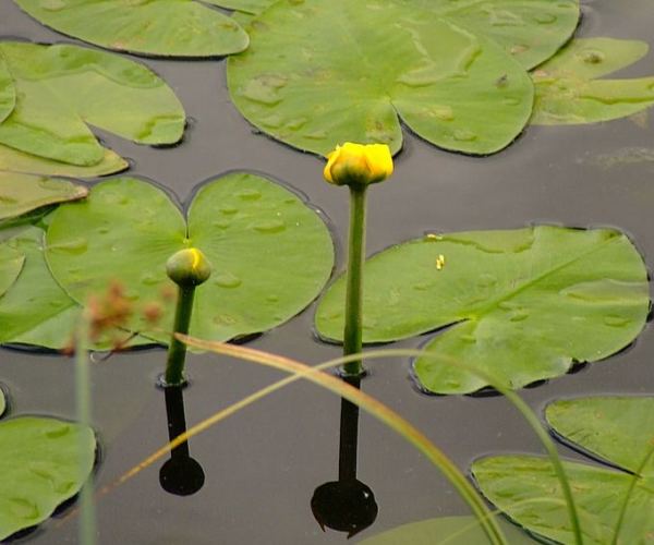 Nuphar die Teichrose