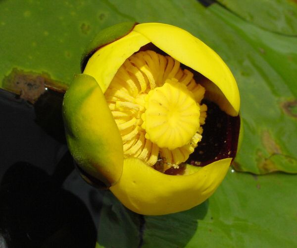 Nuphar advena