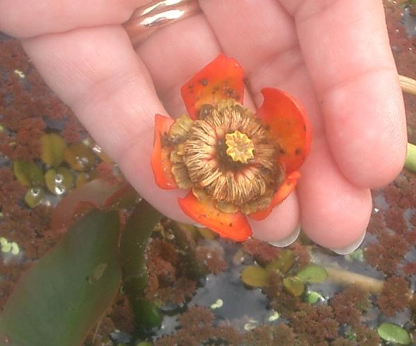 Nuphar japonica var. rubraticum