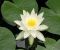 Nymphaea-alba-minor-01.jpg