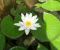 Nymphaea-alba-minor-05.jpg