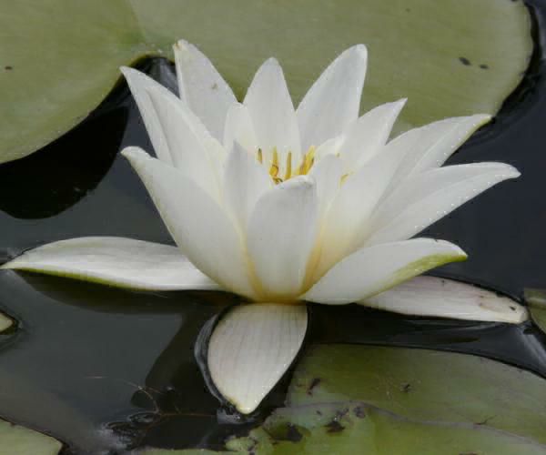 Nymphaea candida var. colchica