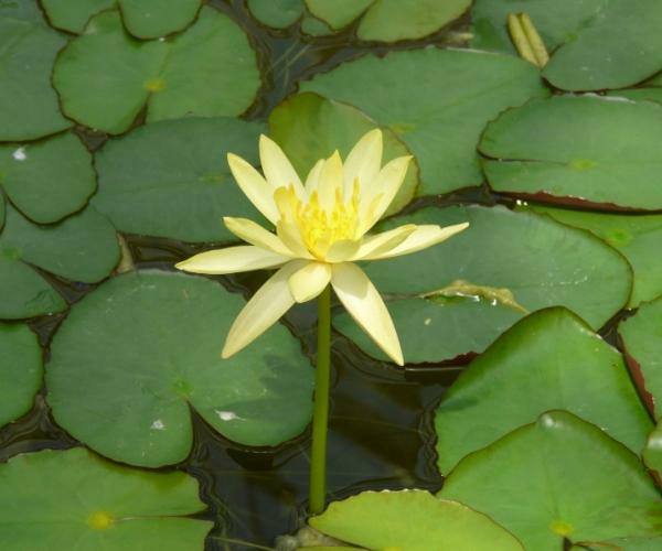 Nymphaea mexicana