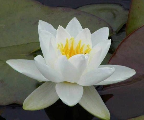 Nymphaea alba