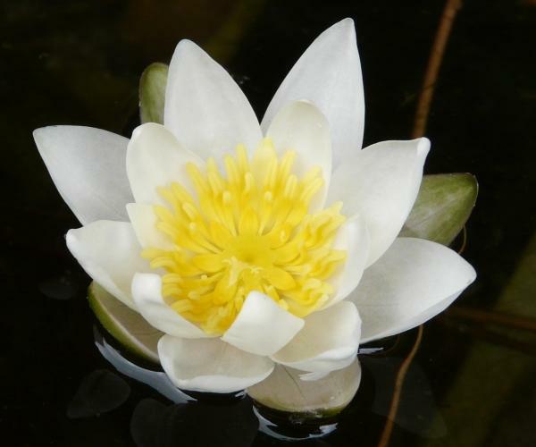 Nymphaea alba