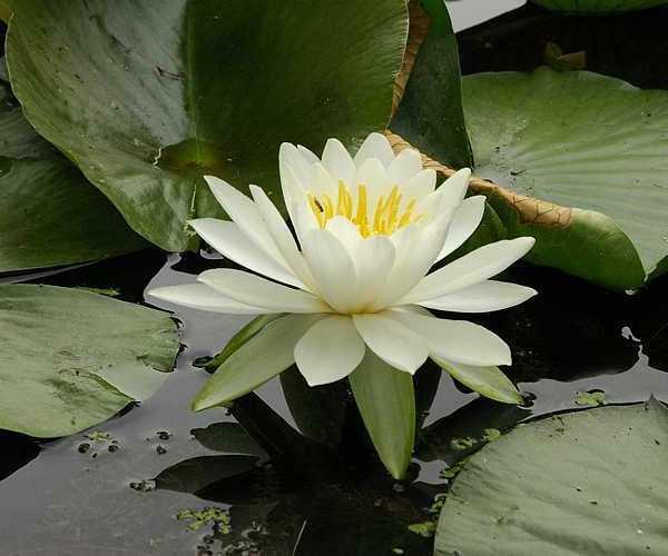 Nymphaea tuberosa