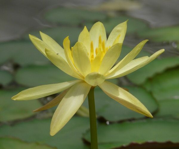 Nymphaea mexicana Zuccarini