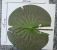 Nymphaea-odorata-aiton-2.jpg