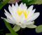 Nymphaea-odorata-aiton-8.jpg