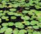 Nymphaea-odorata-aiton-9.jpg