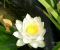 Nymphaea-odorata-minor-1.jpg