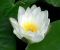 Nymphaea-odorata-minor-4.jpg