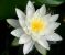 Nymphaea-odorata-minor-6.jpg