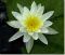 nymphaea_tuberosa-2.jpg