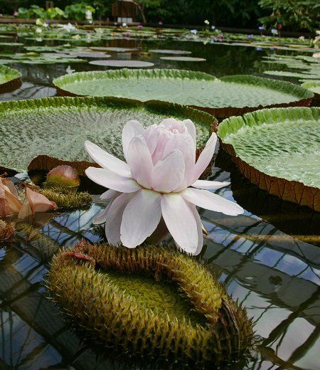 Victoria amazonica