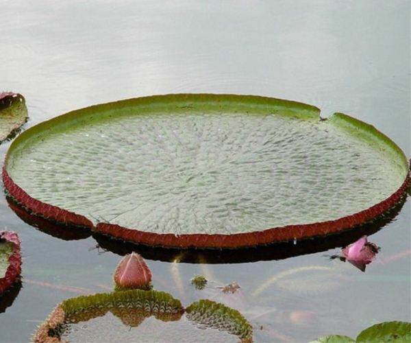 Victoria amazonica