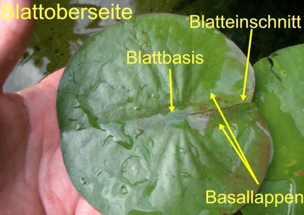 das Seerosenblatt
