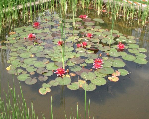 Seerosen im Gartenteich