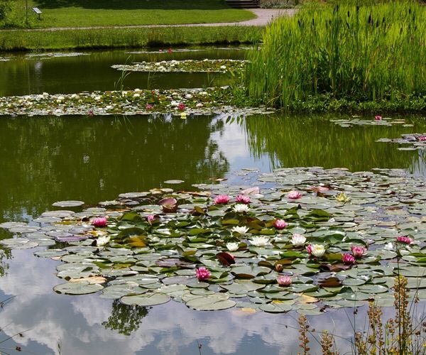 Weiher (Naturteiche) und grosse Teiche