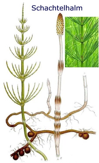 Schachtelhalmgewächsen (Equisetaceae)