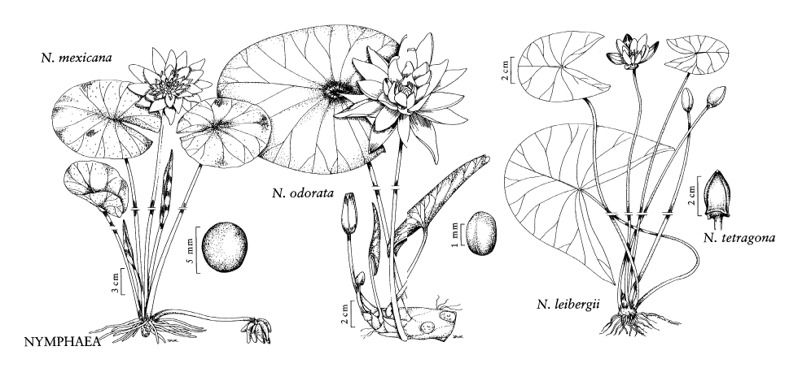 Seerosentypen