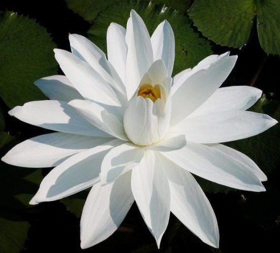 Nymphaea 'Juno