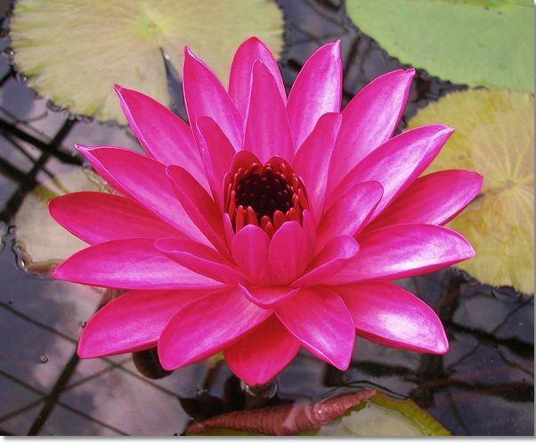 Nymphaea 'Pride of California'