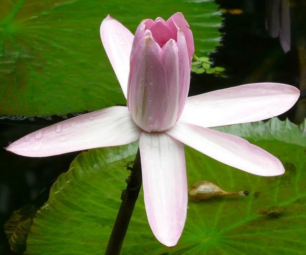 Nymphaea 'Texas Shell Pink'