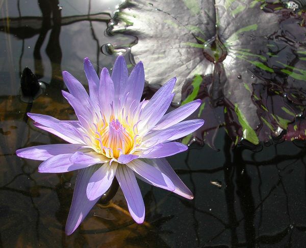 Nymphaea 'Bagdad'