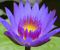 Nymphaea 'King of Blues'