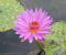 Nymphaea ''Eve´s Solitares''