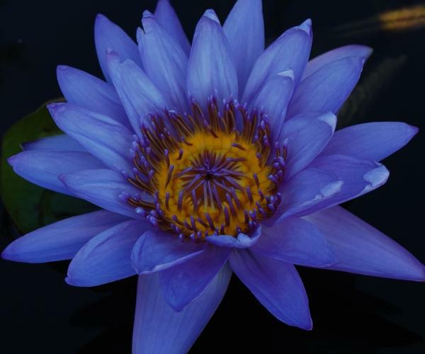 Nymphaea 'Black Prince'