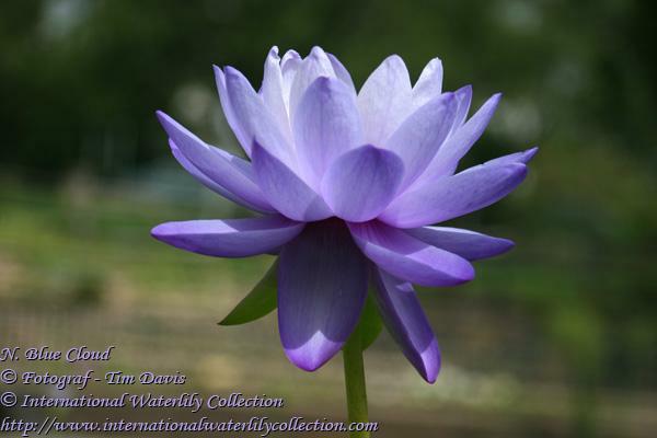 Nymphaea 'Blue Cloud'