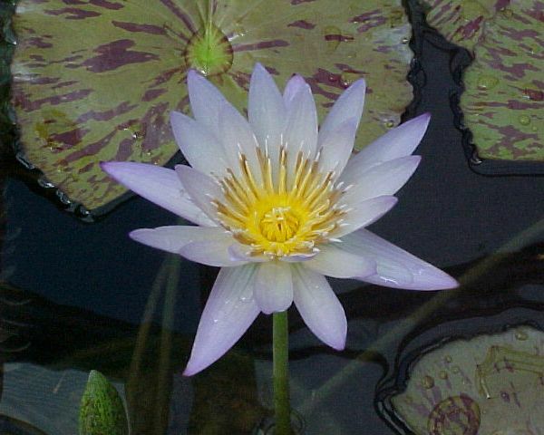 Nymphaea 'Blue Smoke'