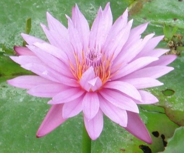 Nymphaea 'Castaliflora'