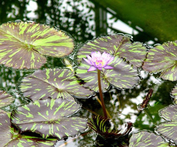 Nymphaea 'Christine Lingg'